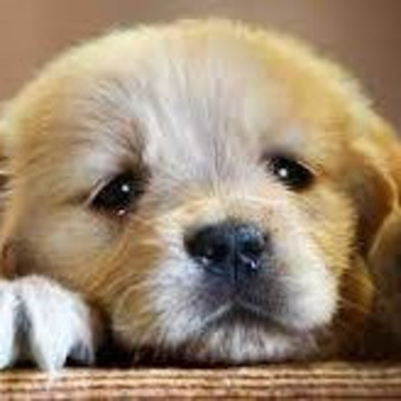 Meet your Posher, Mya - Picture 1 of 1